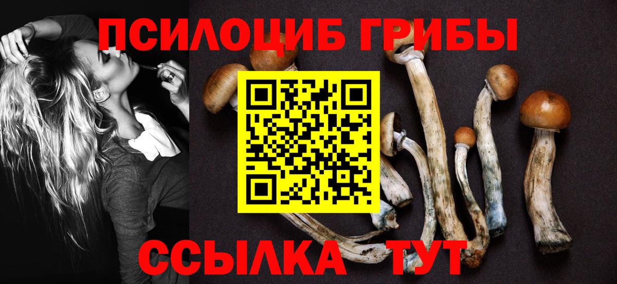 где купить наркотик  Псилоцибиновые грибы мицелий  Вход с VPN  Алатырь 